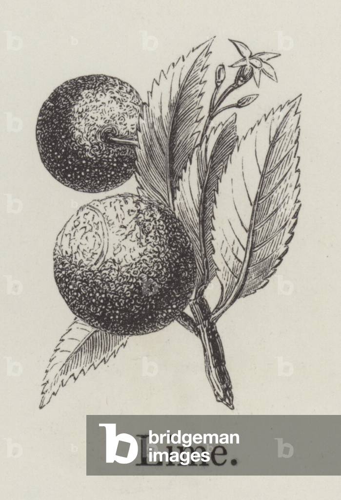 Lime (engraving)