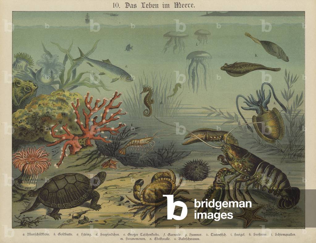 Marine life (colour litho)