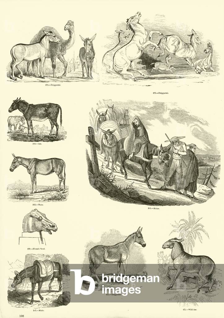 Page from The Pictorial Museum of Animated Nature (engraving)