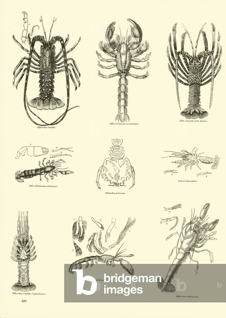 Page from The Pictorial Museum of Animated Nature (engraving)