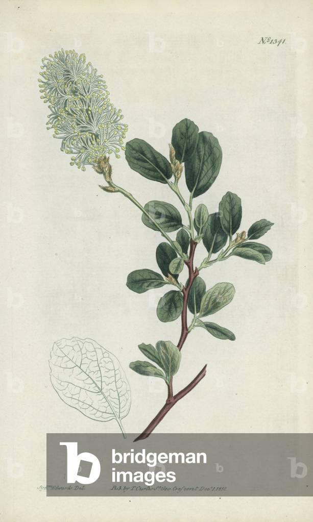 Botanical engraving (colour litho)