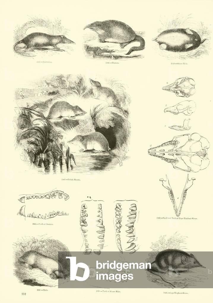 Page from The Pictorial Museum of Animated Nature (engraving)