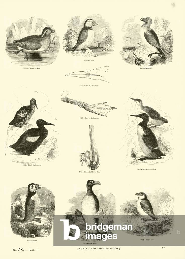Page from The Pictorial Museum of Animated Nature (engraving)