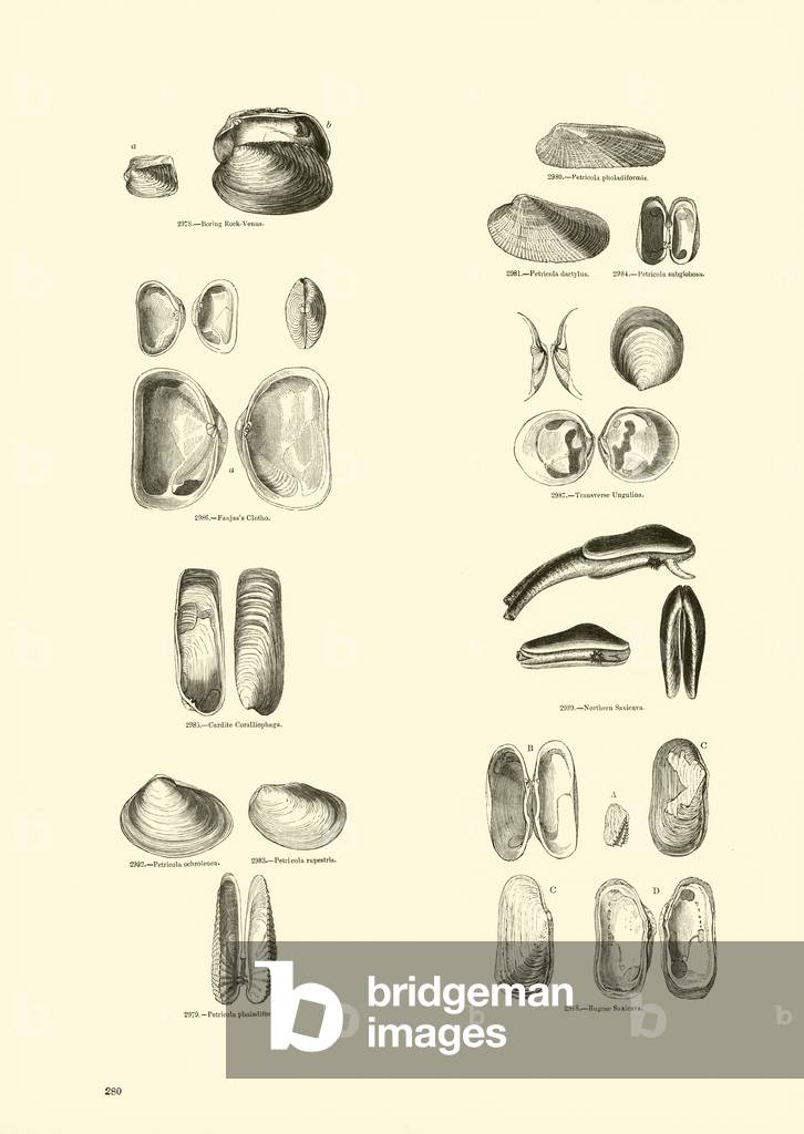 Page from The Pictorial Museum of Animated Nature (engraving)