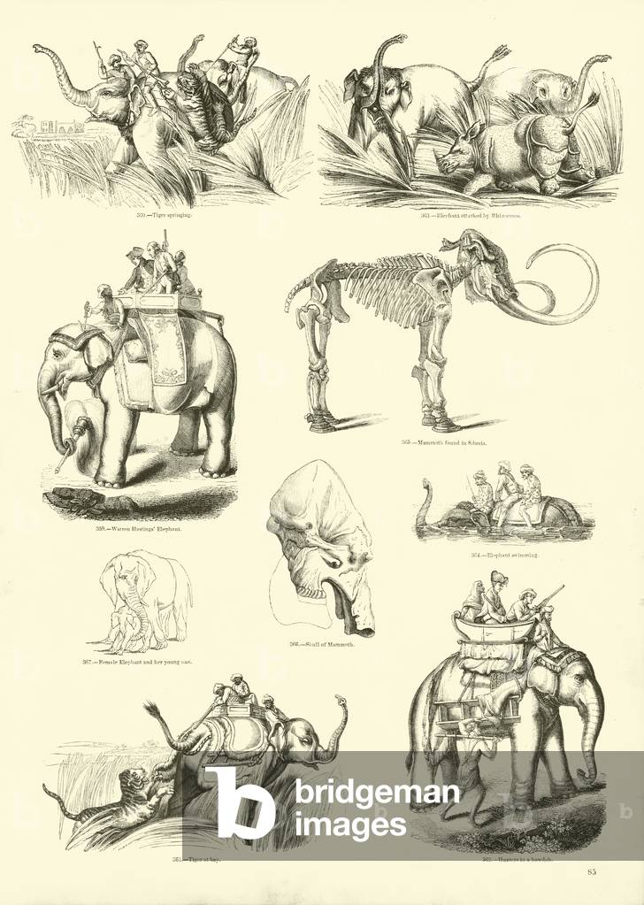 Page from The Pictorial Museum of Animated Nature (engraving)