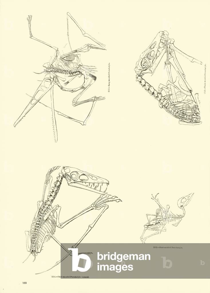 Page from The Pictorial Museum of Animated Nature (engraving)