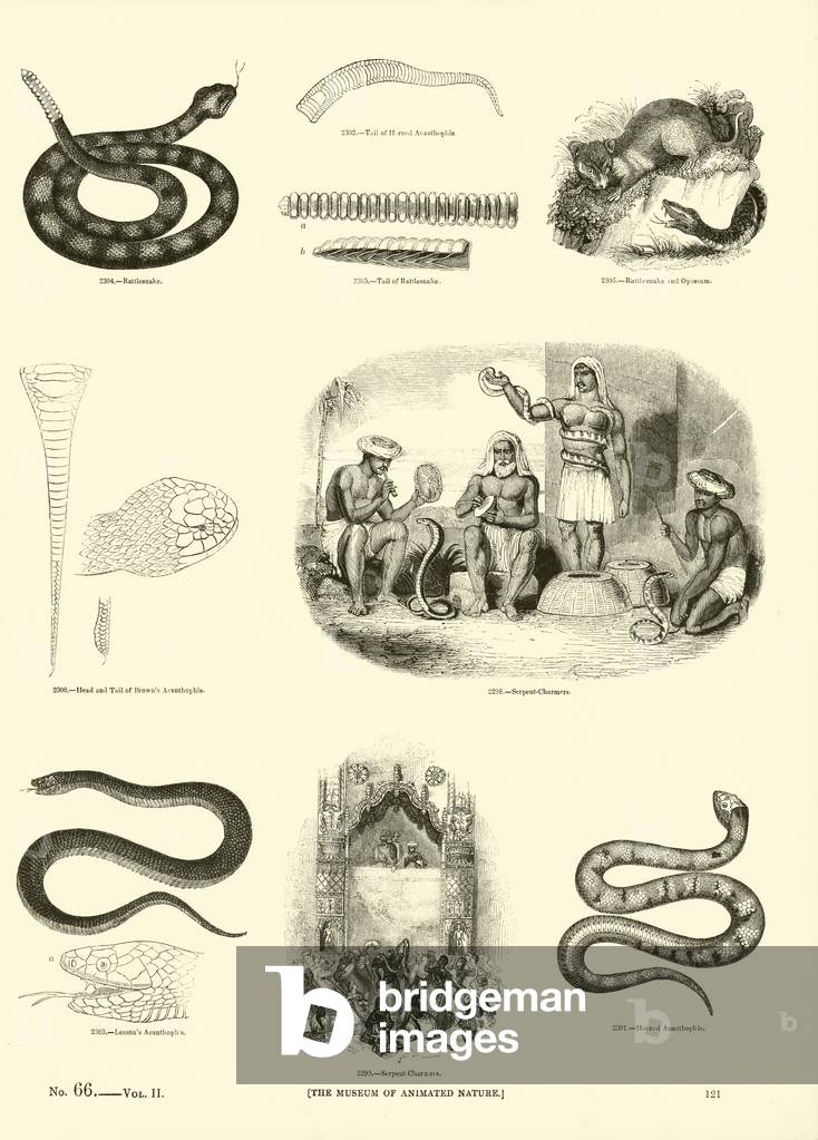 Page from The Pictorial Museum of Animated Nature (engraving)