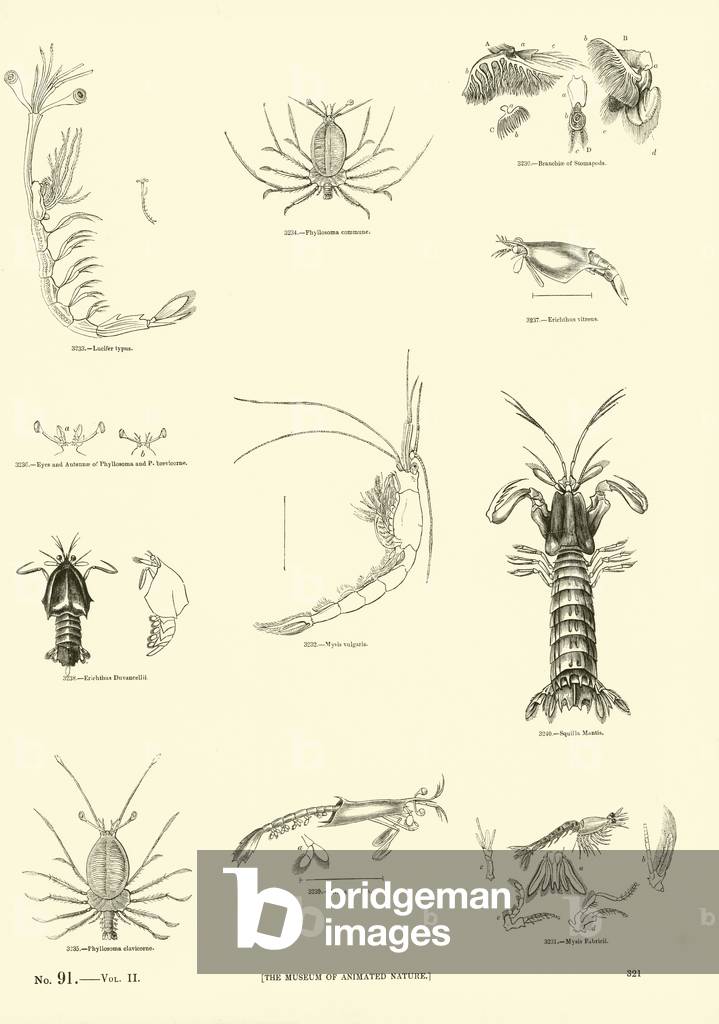 Page from The Pictorial Museum of Animated Nature (engraving)