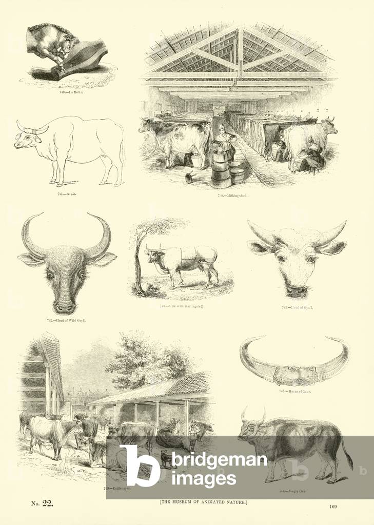 Page from The Pictorial Museum of Animated Nature (engraving)