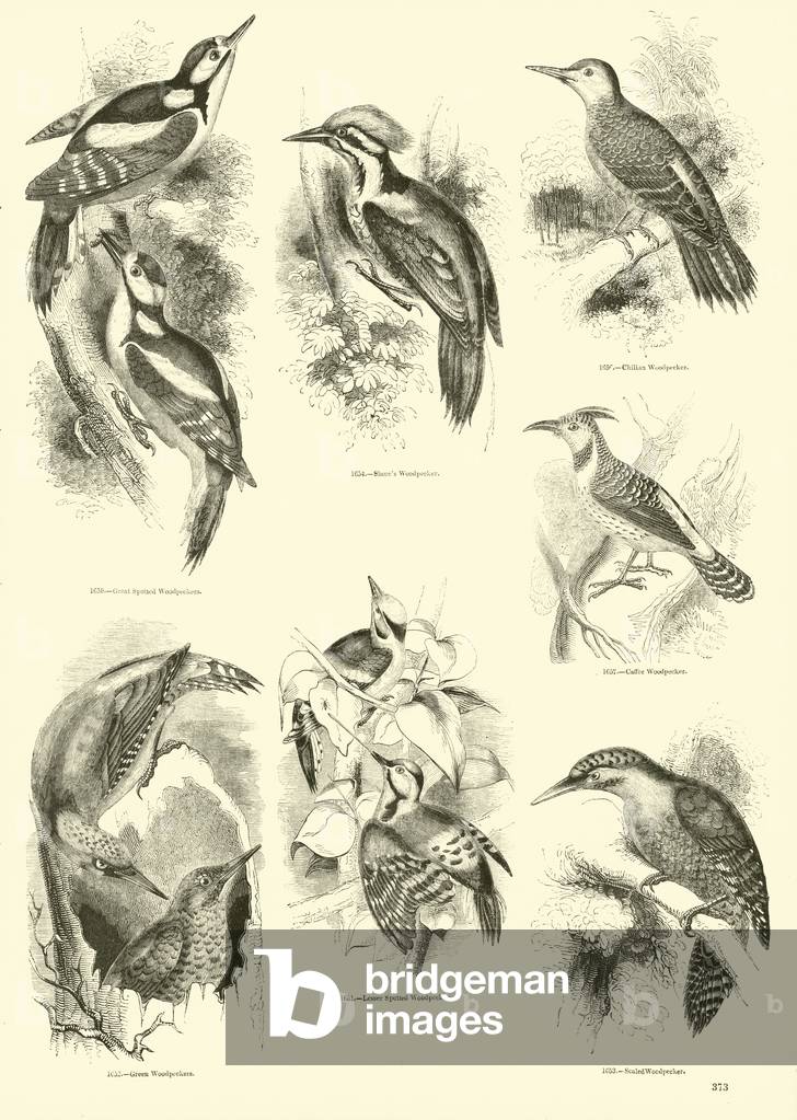 Page from The Pictorial Museum of Animated Nature (engraving)