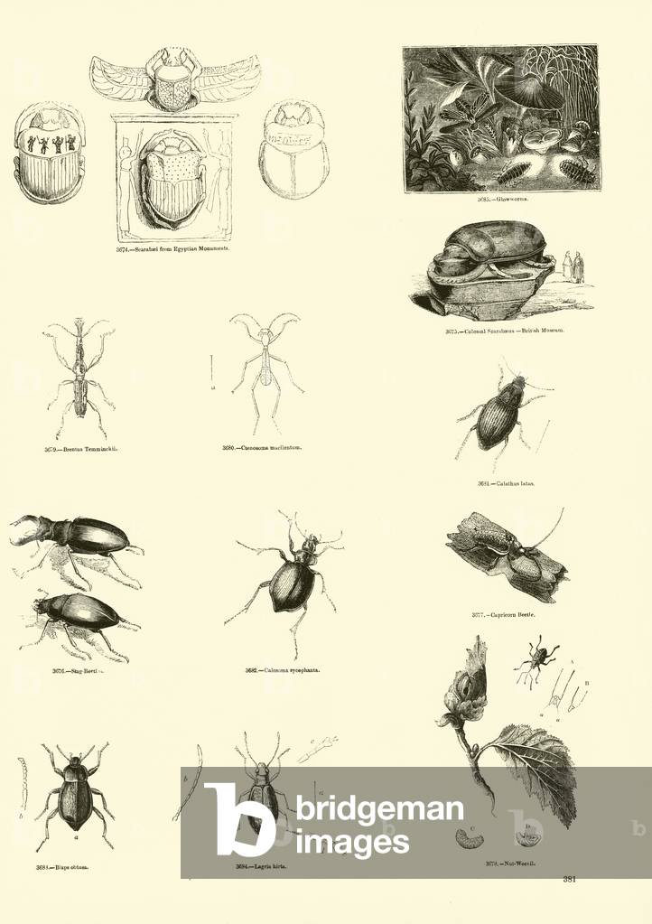 Page from The Pictorial Museum of Animated Nature (engraving)