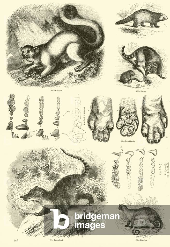 Page from The Pictorial Museum of Animated Nature (engraving)
