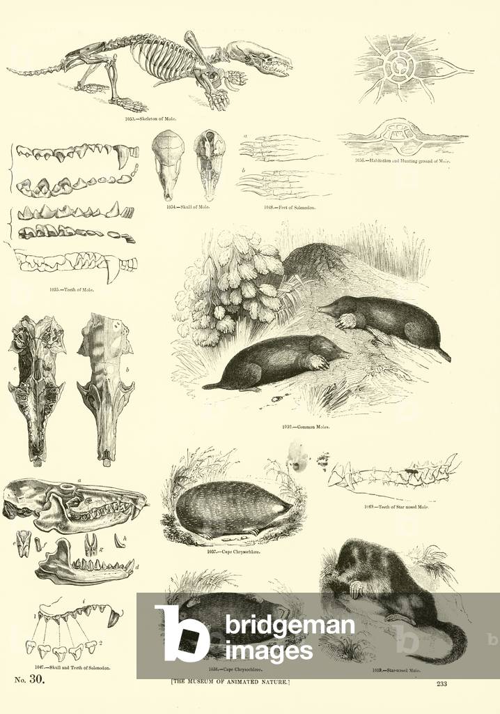Page from The Pictorial Museum of Animated Nature (engraving)