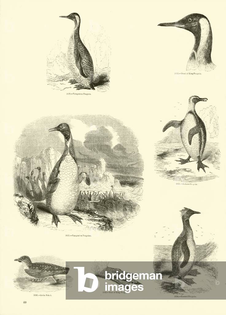 Page from The Pictorial Museum of Animated Nature (engraving)