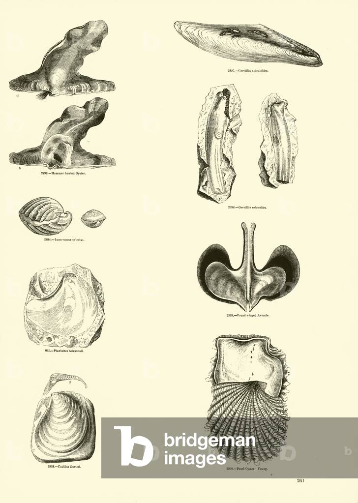 Page from The Pictorial Museum of Animated Nature (engraving)