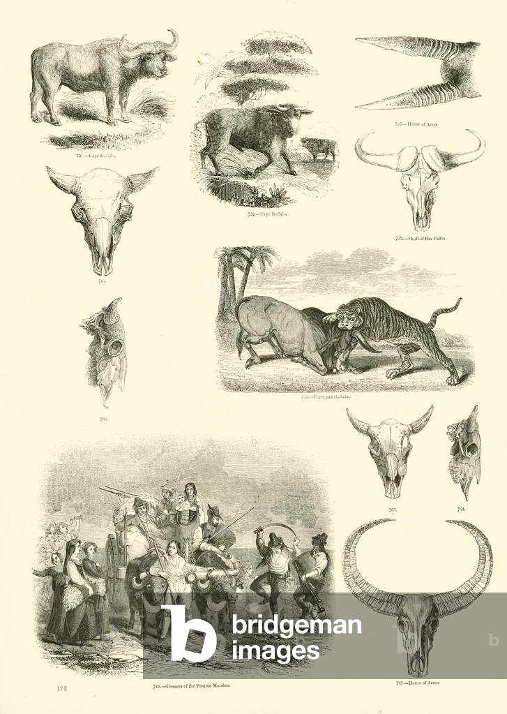 Page from The Pictorial Museum of Animated Nature (engraving)