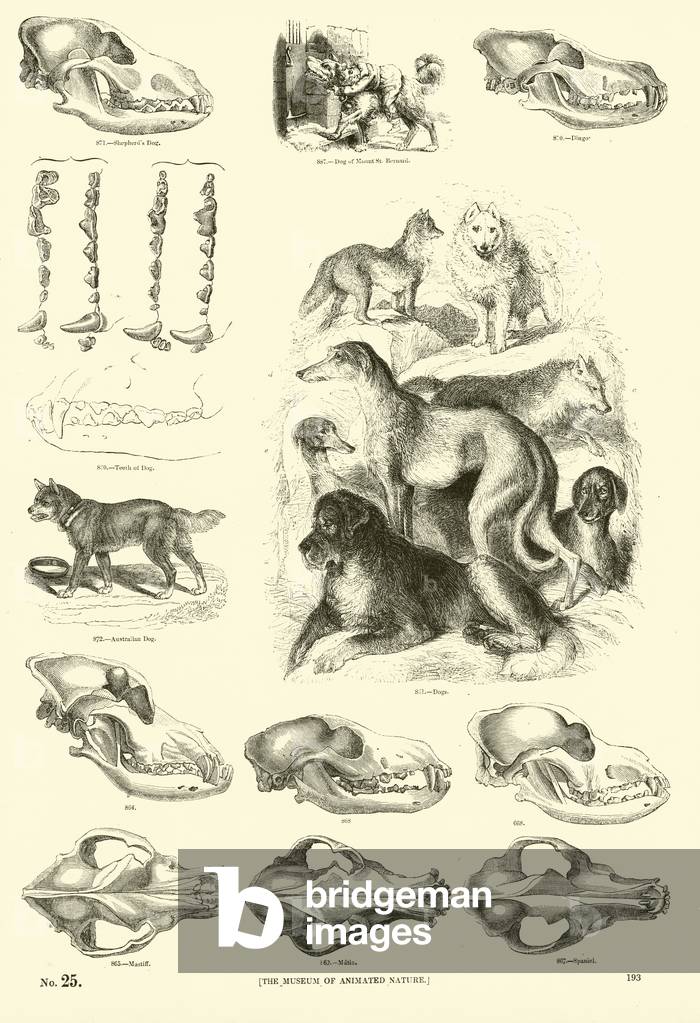 Page from The Pictorial Museum of Animated Nature (engraving)