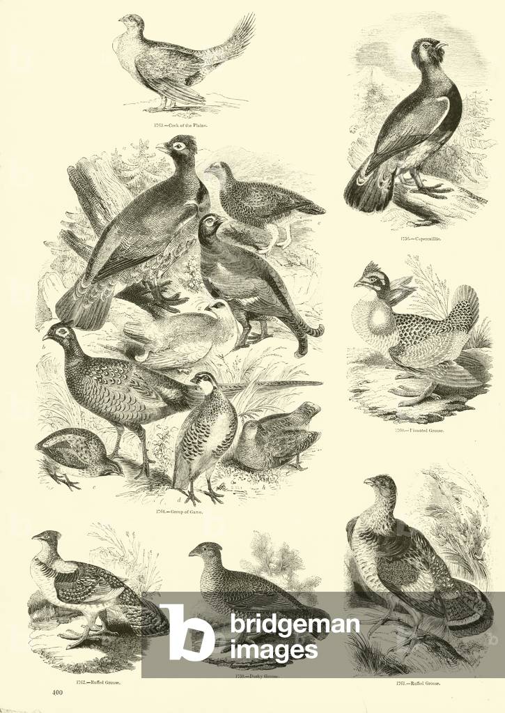 Page from The Pictorial Museum of Animated Nature (engraving)