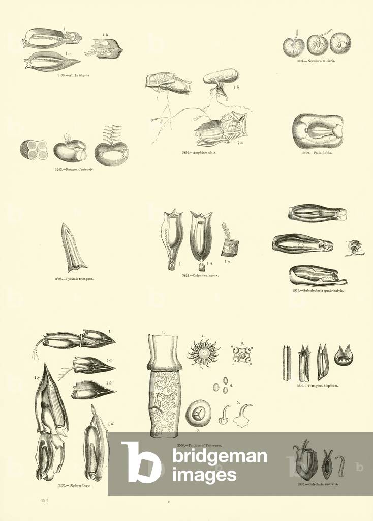 Page from The Pictorial Museum of Animated Nature (engraving)