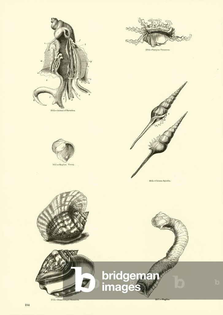 Page from The Pictorial Museum of Animated Nature (engraving)