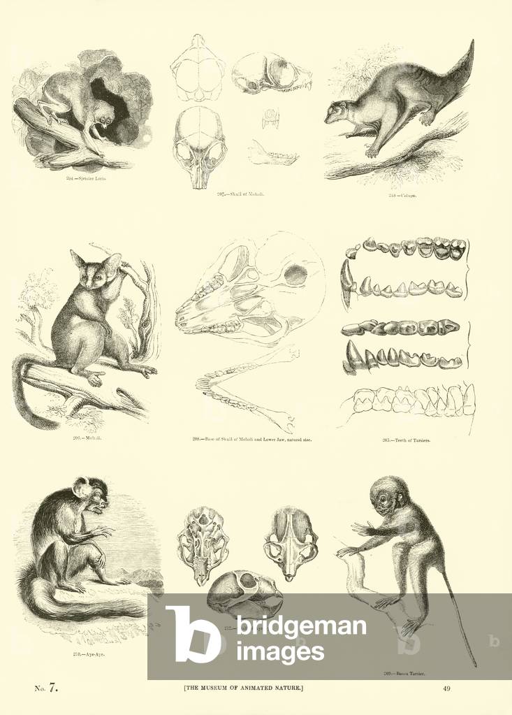 Page from The Pictorial Museum of Animated Nature (engraving)