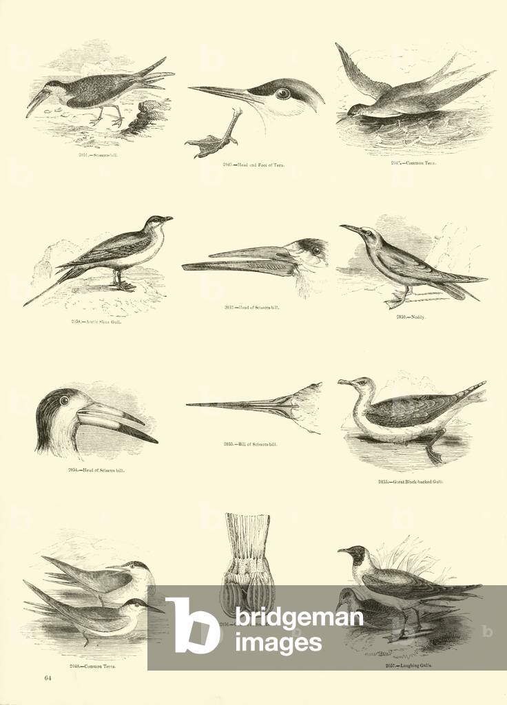 Page from The Pictorial Museum of Animated Nature (engraving)