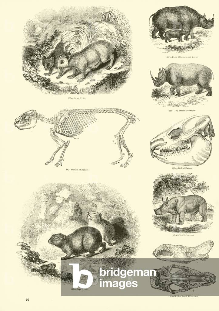 Page from The Pictorial Museum of Animated Nature (engraving)