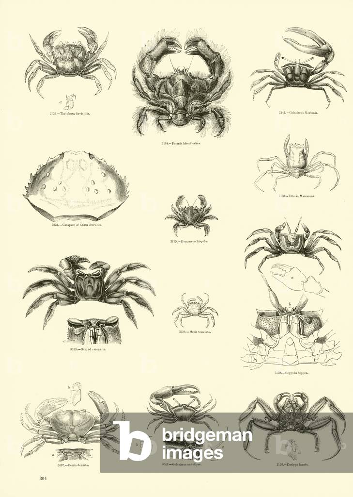 Page from The Pictorial Museum of Animated Nature (engraving)
