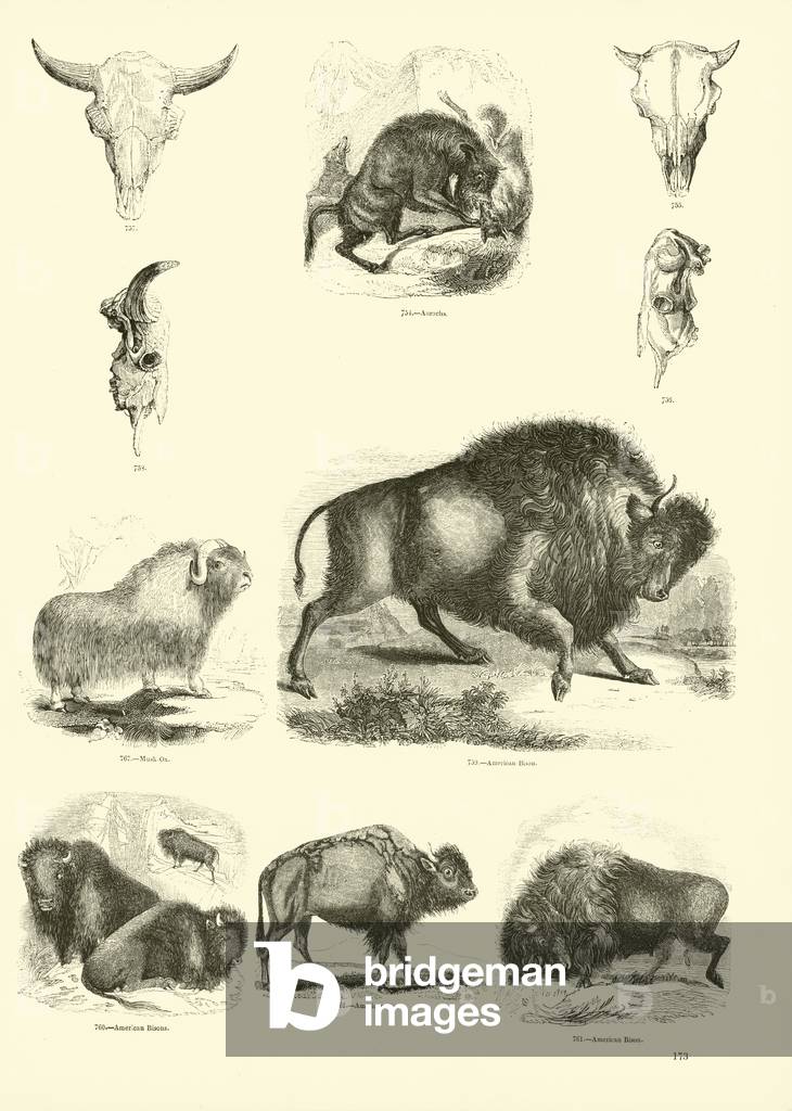 Page from The Pictorial Museum of Animated Nature (engraving)