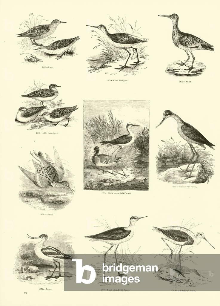Page from The Pictorial Museum of Animated Nature (engraving)