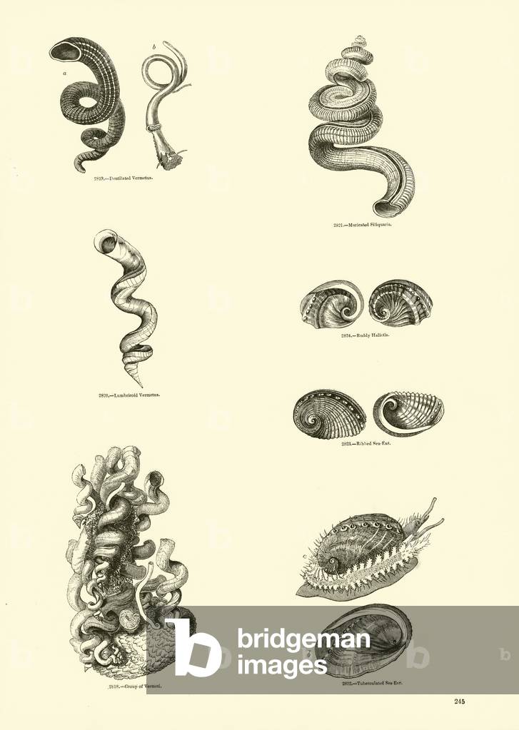 Page from The Pictorial Museum of Animated Nature (engraving)