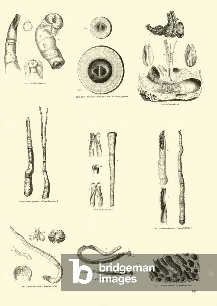 Page from The Pictorial Museum of Animated Nature (engraving)