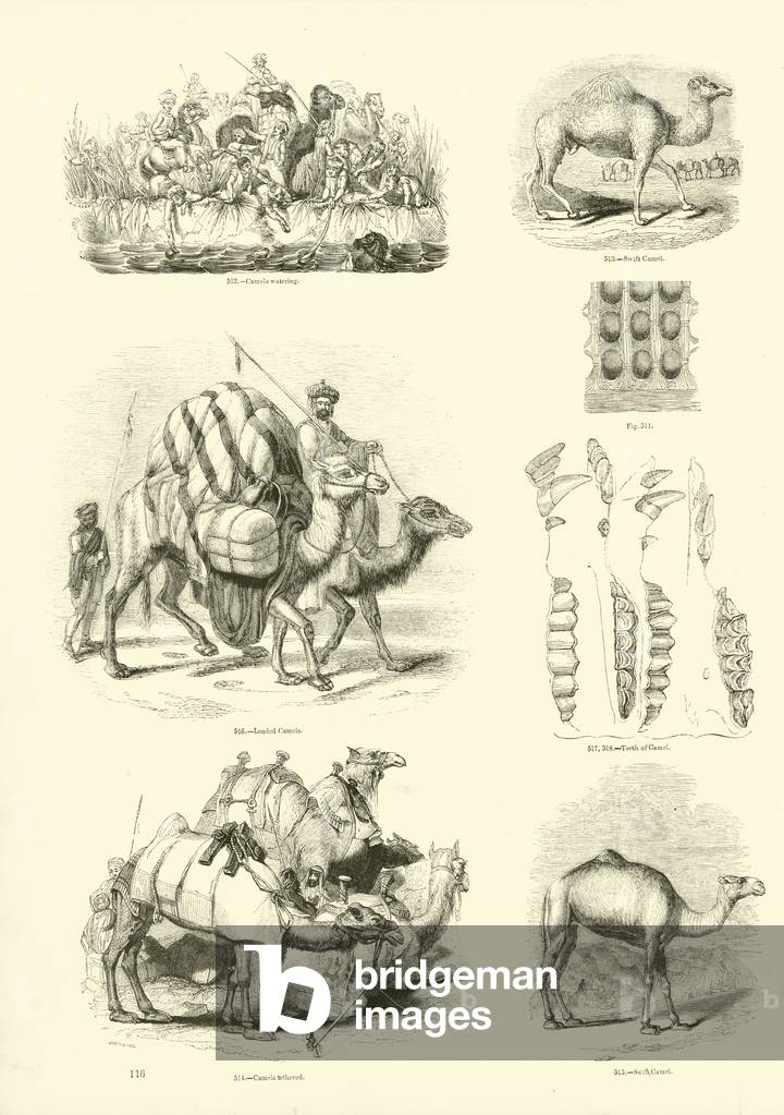 Page from The Pictorial Museum of Animated Nature (engraving)