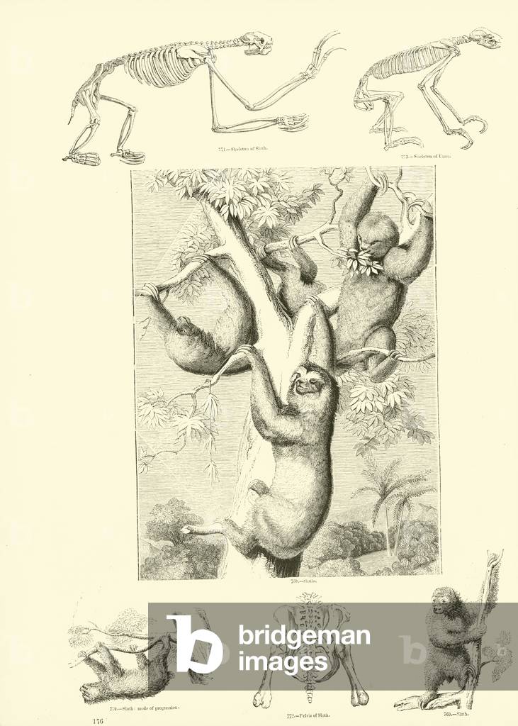 Page from The Pictorial Museum of Animated Nature (engraving)