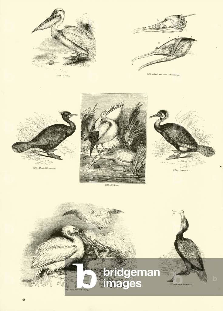 Page from The Pictorial Museum of Animated Nature (engraving)