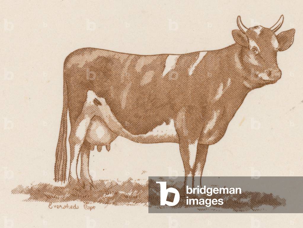 Marketing die stamp (colour litho)