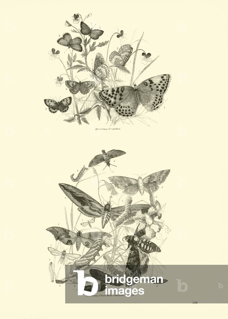 Page from The Pictorial Museum of Animated Nature (engraving)
