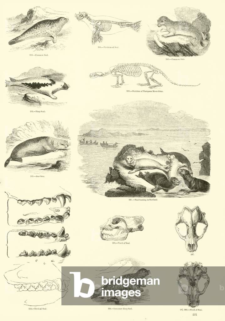 Page from The Pictorial Museum of Animated Nature (engraving)