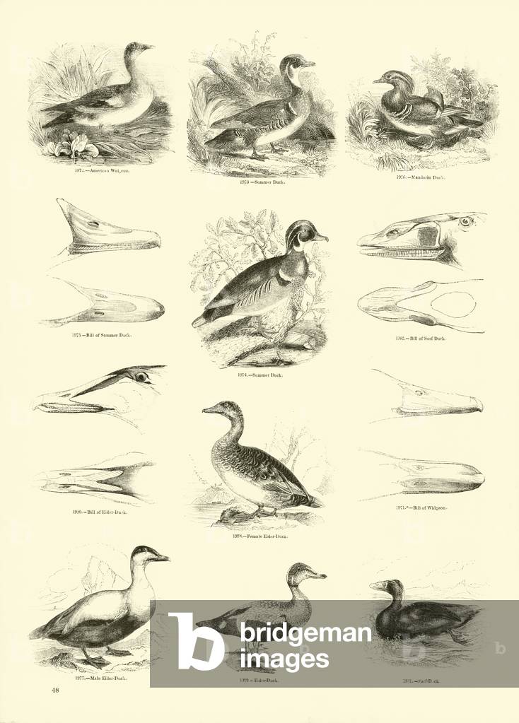 Page from The Pictorial Museum of Animated Nature (engraving)