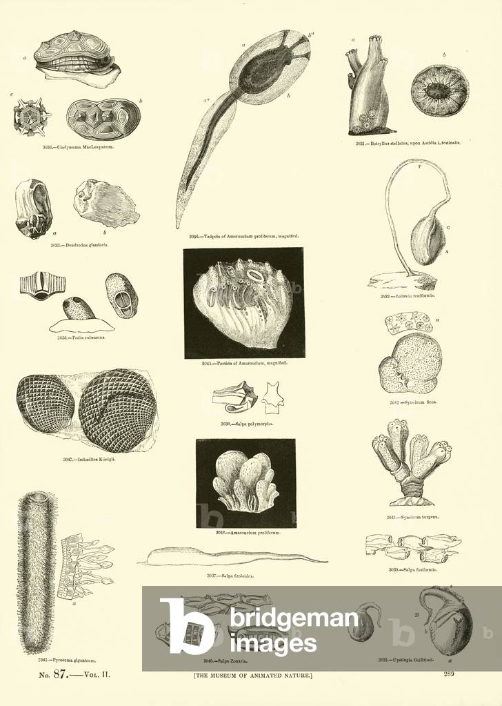 Page from The Pictorial Museum of Animated Nature (engraving)