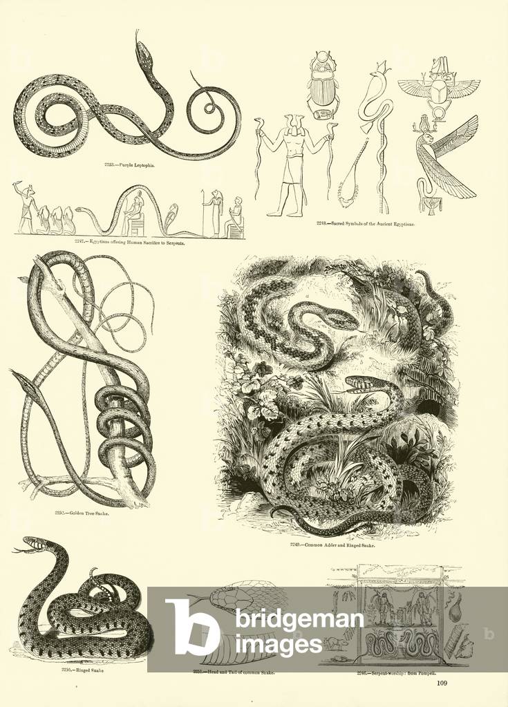 Page from The Pictorial Museum of Animated Nature (engraving)