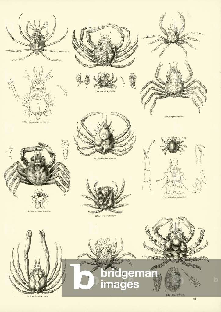 Page from The Pictorial Museum of Animated Nature (engraving)