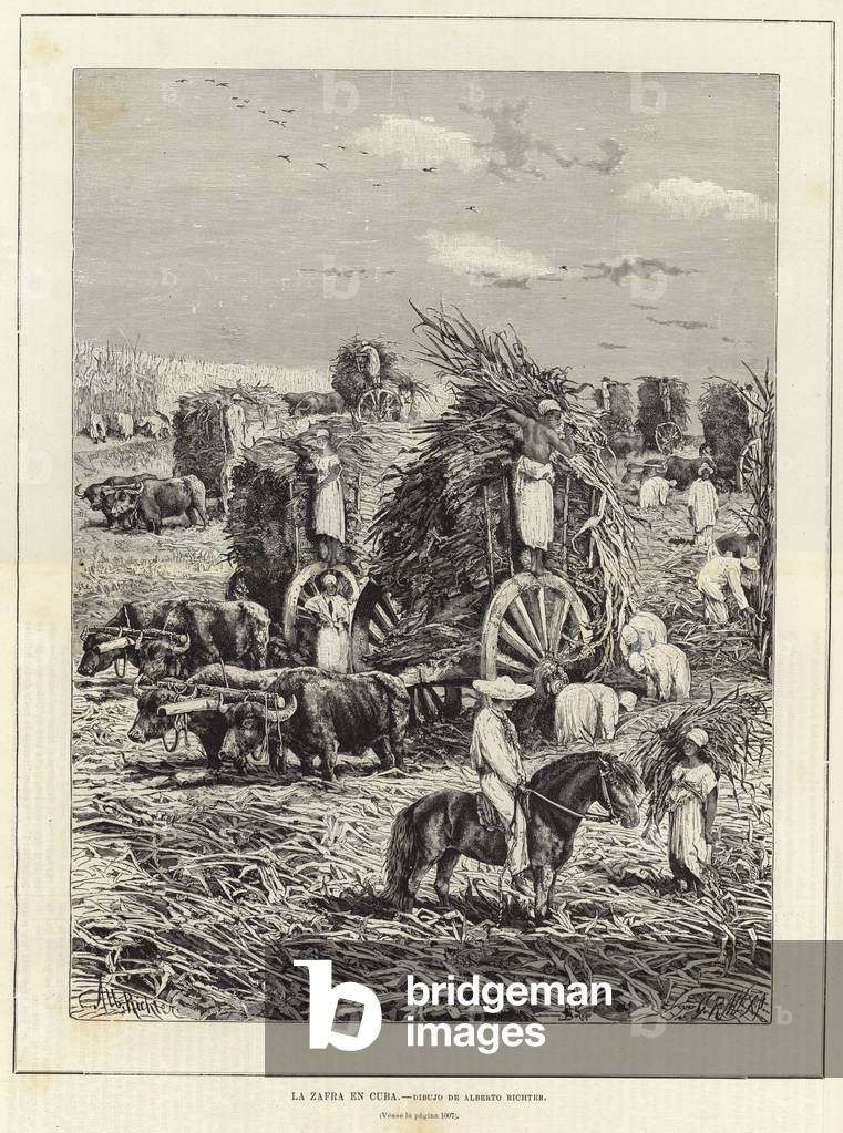 Harvest in Cuba (engraving)