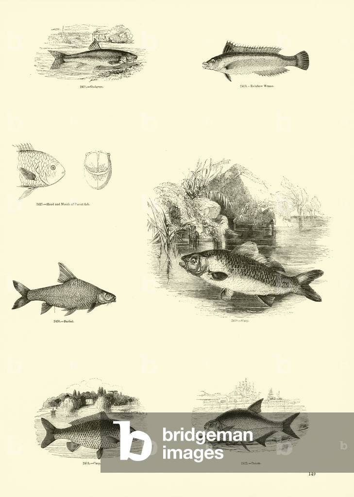 Page from The Pictorial Museum of Animated Nature (engraving)