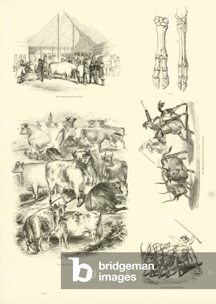 Page from The Pictorial Museum of Animated Nature (engraving)