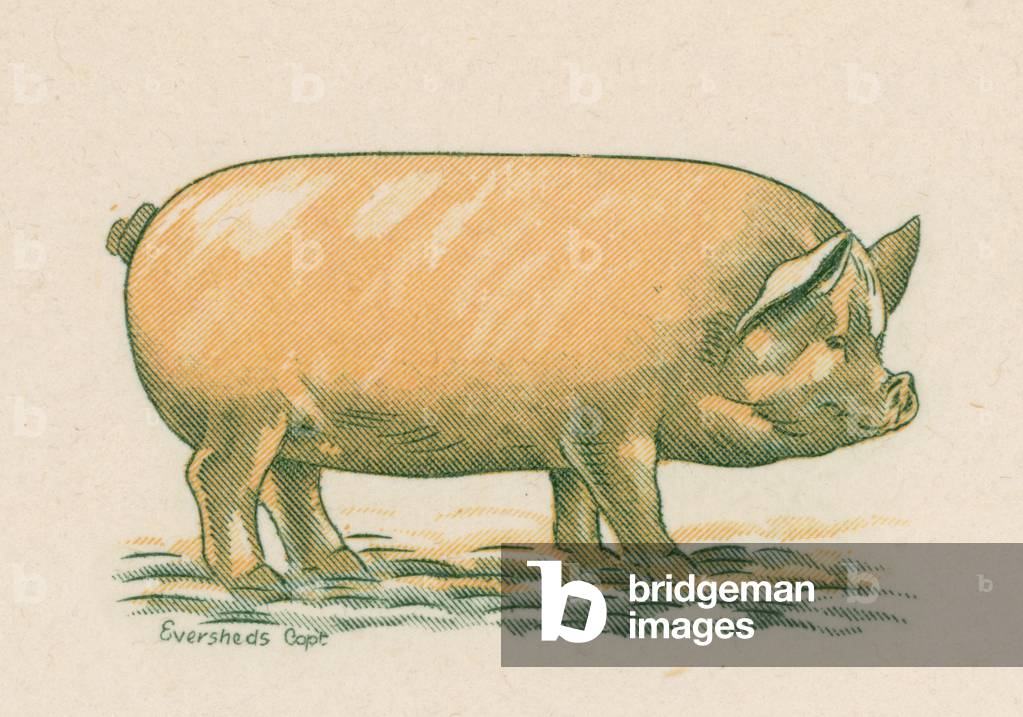 Marketing die stamp (colour litho)