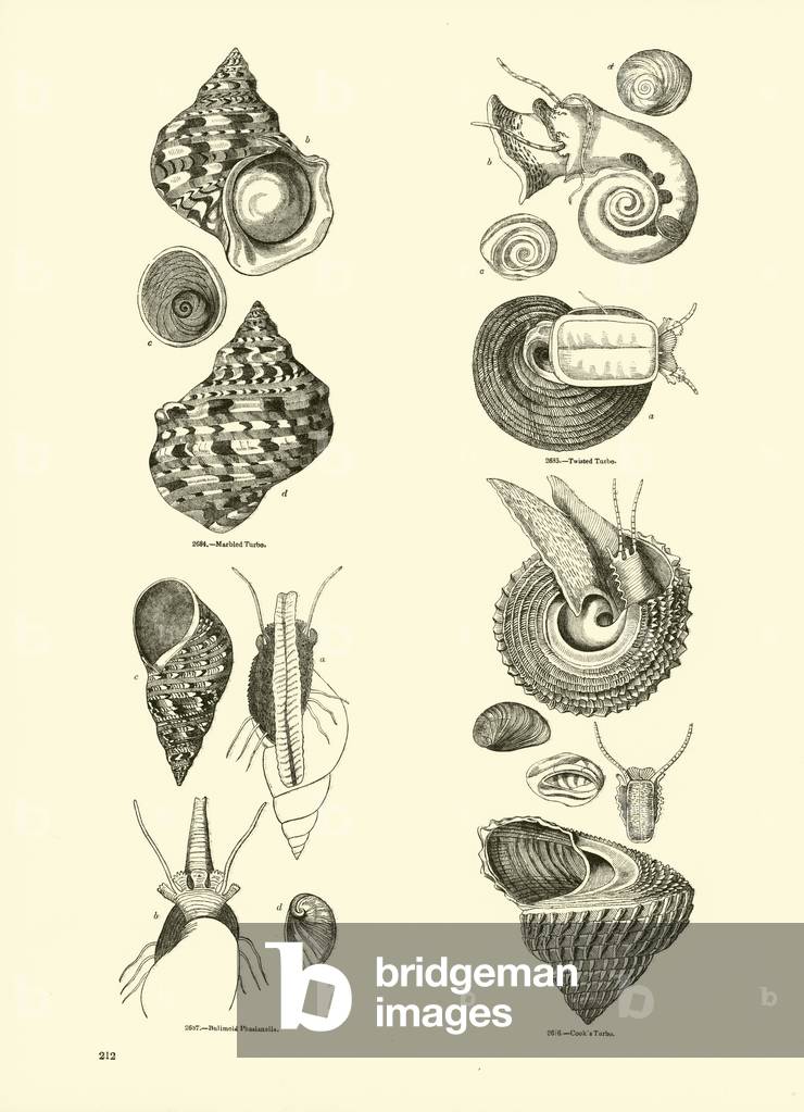 Page from The Pictorial Museum of Animated Nature (engraving)