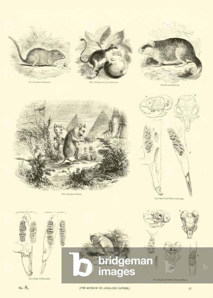 Page from The Pictorial Museum of Animated Nature (engraving)