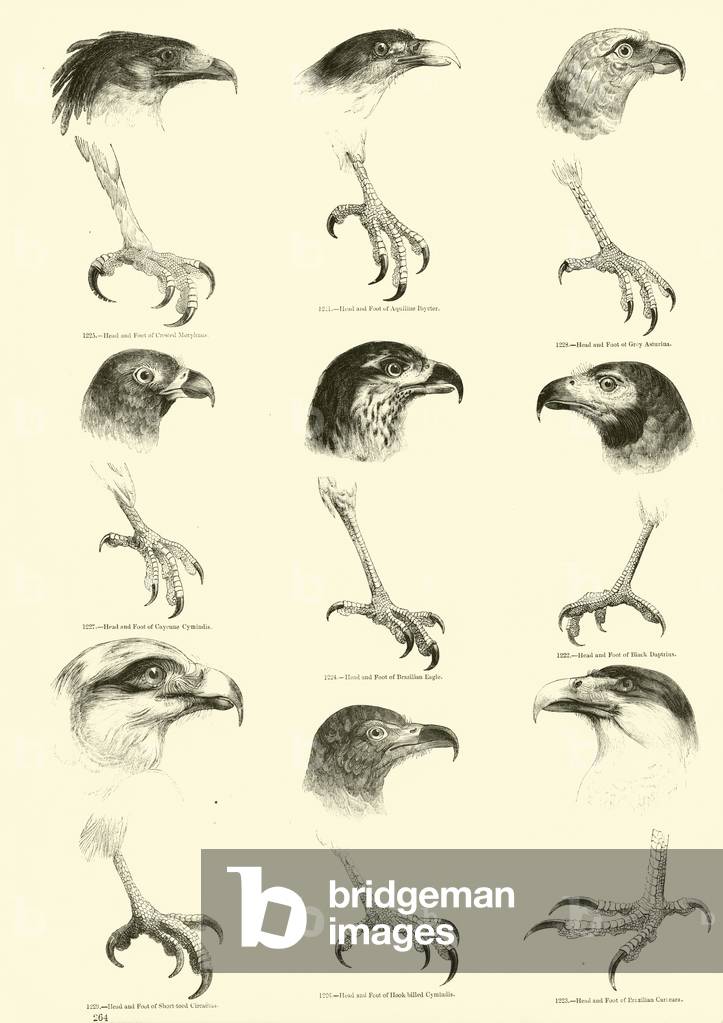 Page from The Pictorial Museum of Animated Nature (engraving)