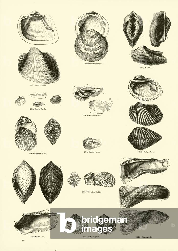 Page from The Pictorial Museum of Animated Nature (engraving)